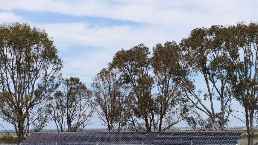 Standalone solar panels in a paddock near some trees