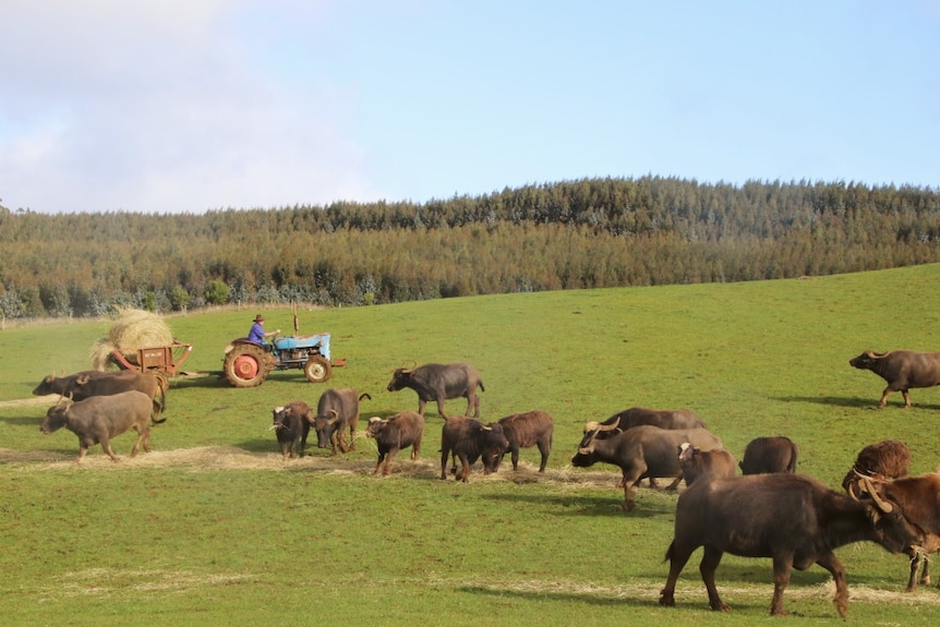 Buffalo farmer Phillip Oates on a tractor feeding his herd