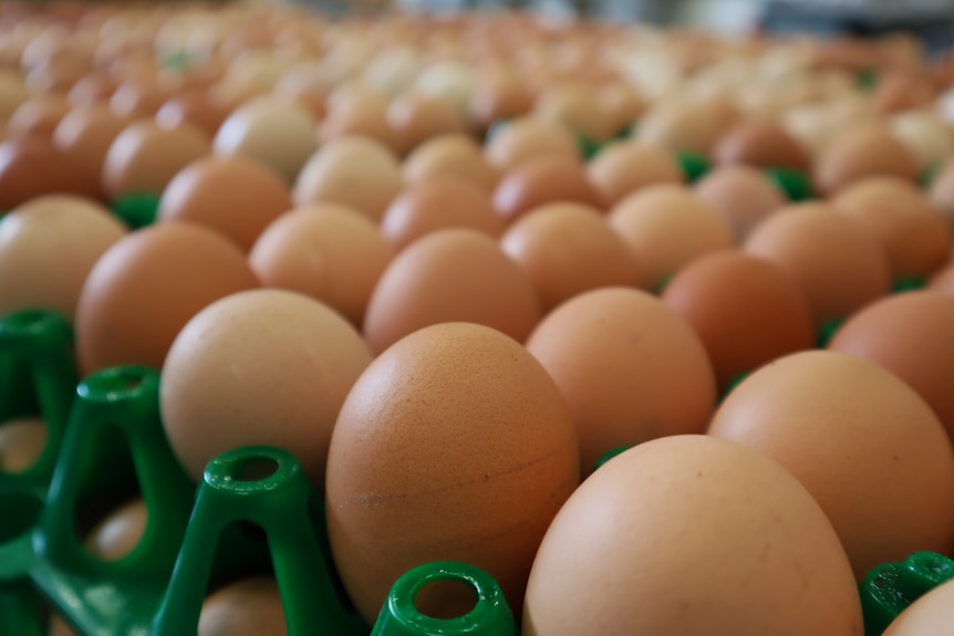 Close up of eggs on a green tray.