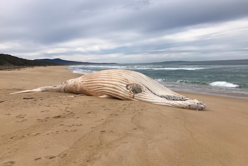 The carcass of a white whale on a beach.