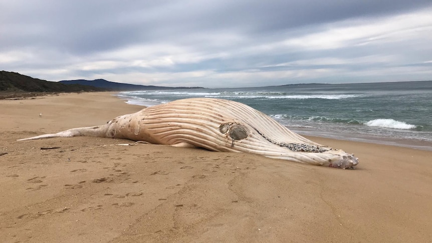 The carcass of a white whale on a beach.