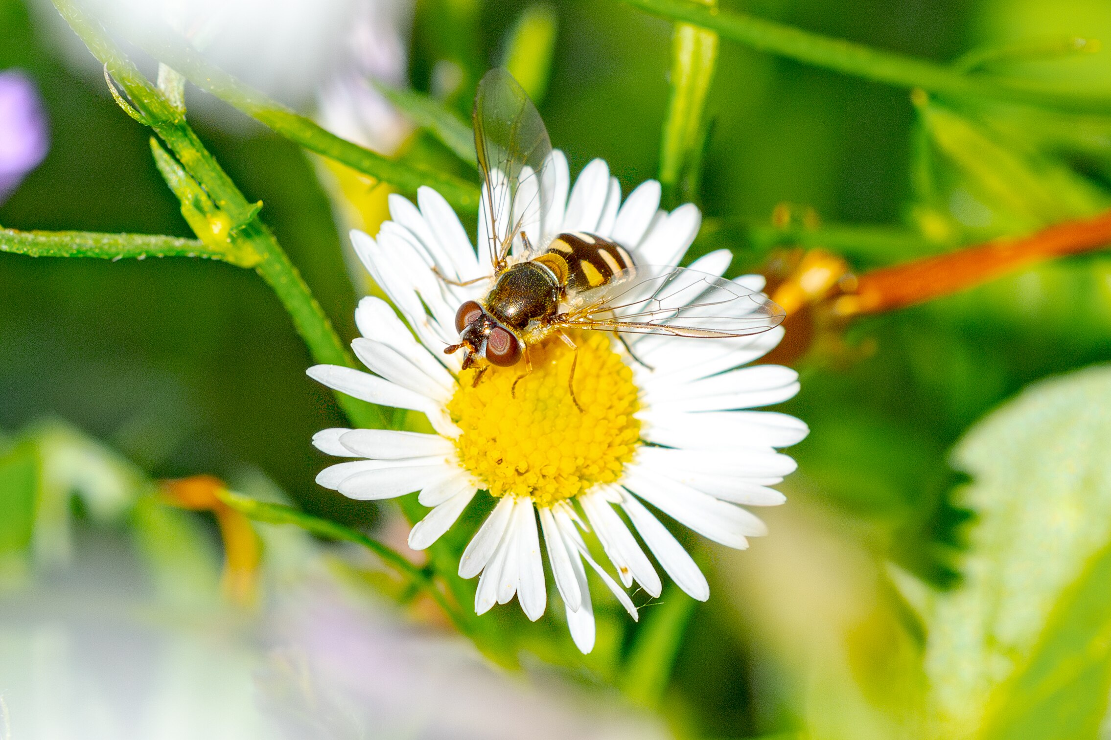 A bee on a yellow and white flowers, green leaves blurred in background.