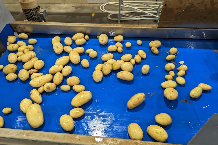 A blue conveyer belt with potatoes on it.
