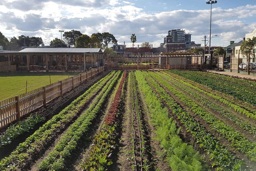 An urban farm in Sydney.