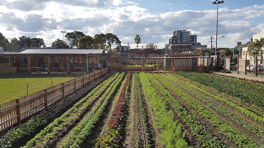 An urban farm in Sydney.