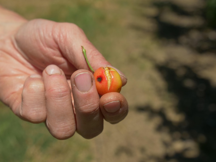 A hand holding a damaged cherry.