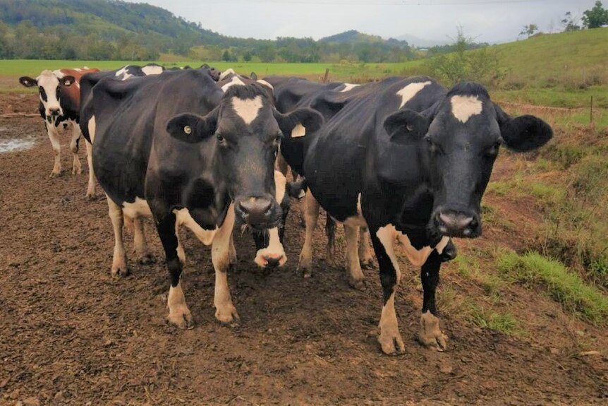 Dairy cows stand in a muddy paddock.