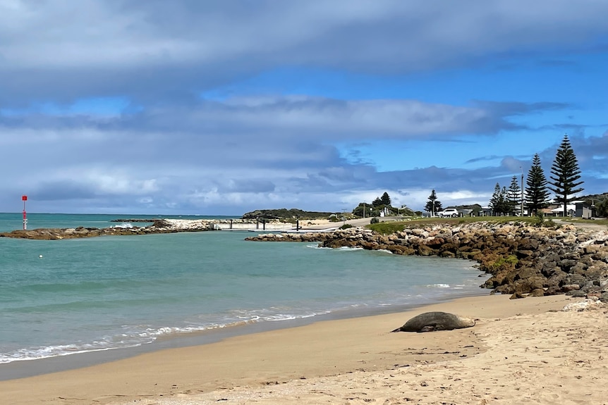 A beach with a seal lying on the sand.