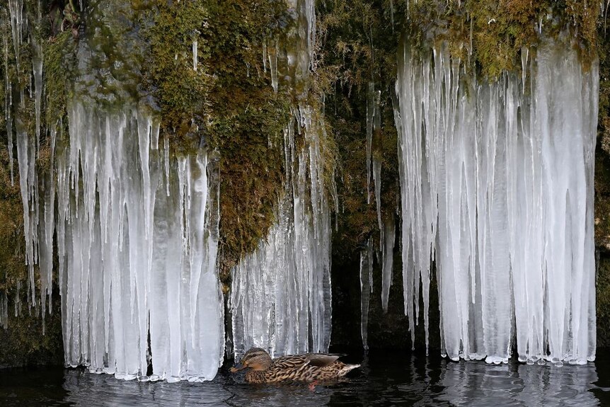 A duck swims past icicles at a pond in Bern, Switzerland.