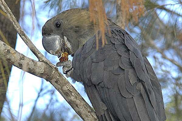 A close-up of a glossy black cockatoo sitting on a branch, holding food in its claw.