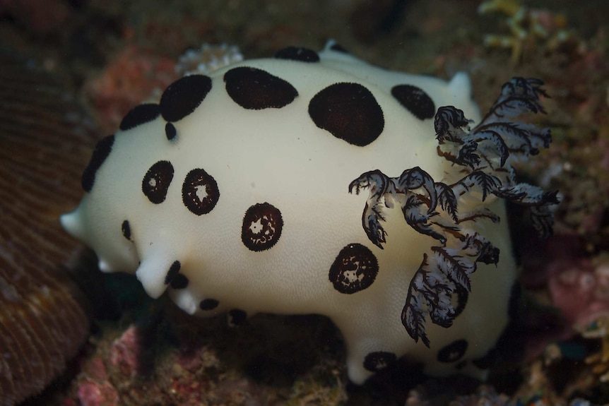 A Jorunna funebris nudibranch