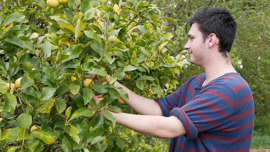 William Gibson picking lemons at the care farm.