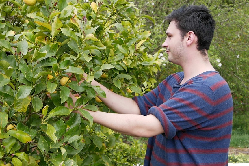 William Gibson picking lemons at the care farm.