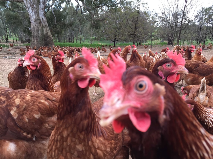 Free range chickens at Green Eggs farm in western Victoria.