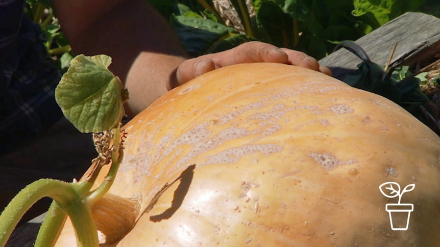 Large pumpkin growing outdoors with hand resting on top