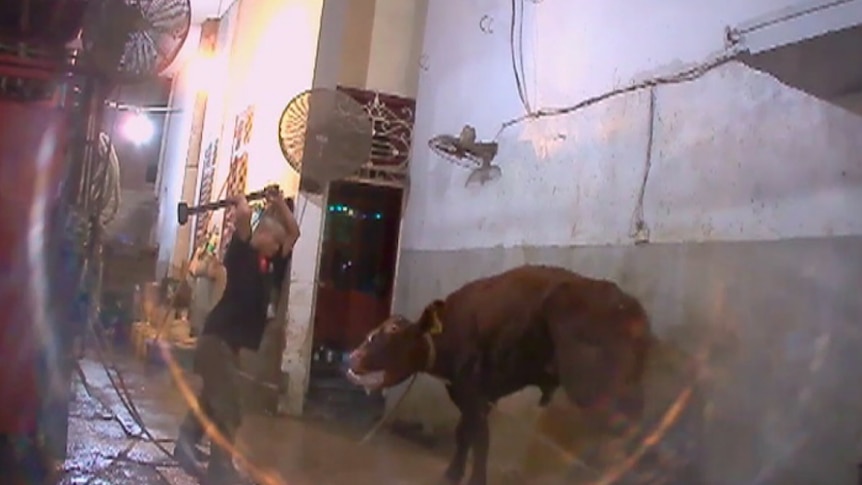 Cattle clubbed with sledgehammer