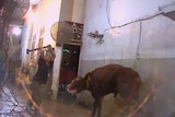 Cattle clubbed with sledgehammer