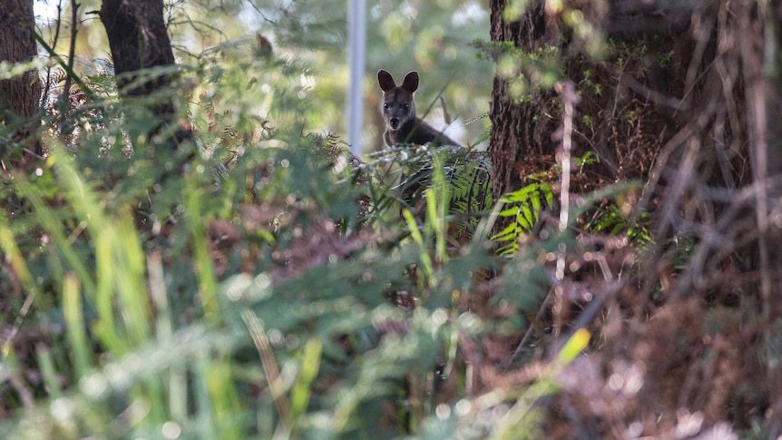 A swamp wallaby in a forest scene