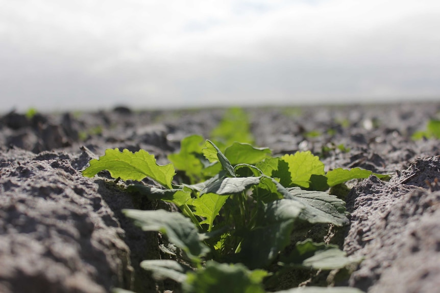 Canola is an important crop in Australia