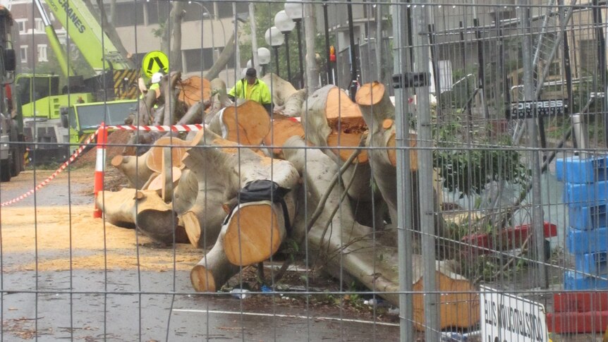 Trunks from the Laman Street fig trees: Newcastle Council avoids a clash with the community at Adamstown.