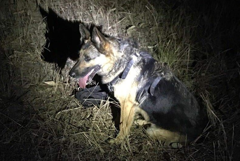 A police dog tracked the escapee to a paddock near Kempsey