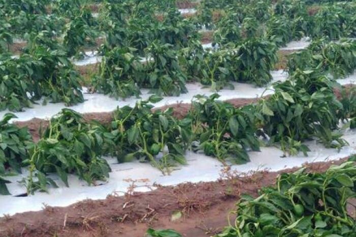 Rows of capsicum plants lie flattened in a paddock.
