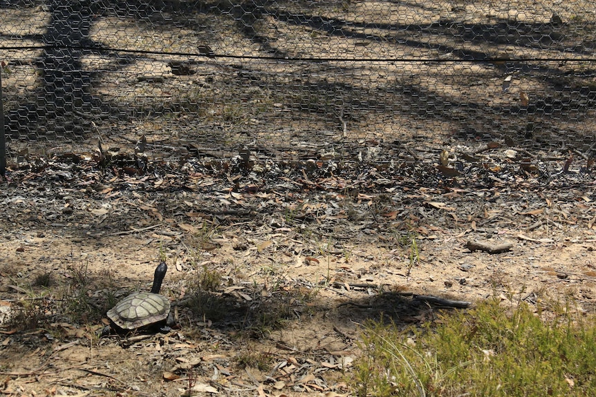 A predator-proof fence at the Mulligans Flat Woodland Sanctuary blocks the turtles' path as they migrate.