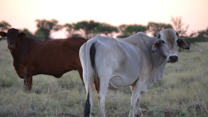Cattle raised on pasture in Queensland