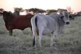 Cattle raised on pasture in Queensland