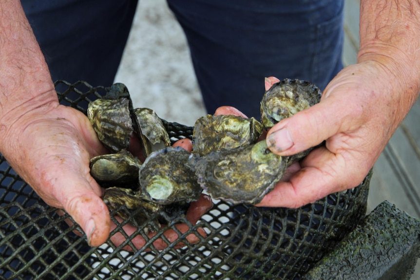 Close up of man holding oysters