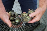 Close up of man holding oysters