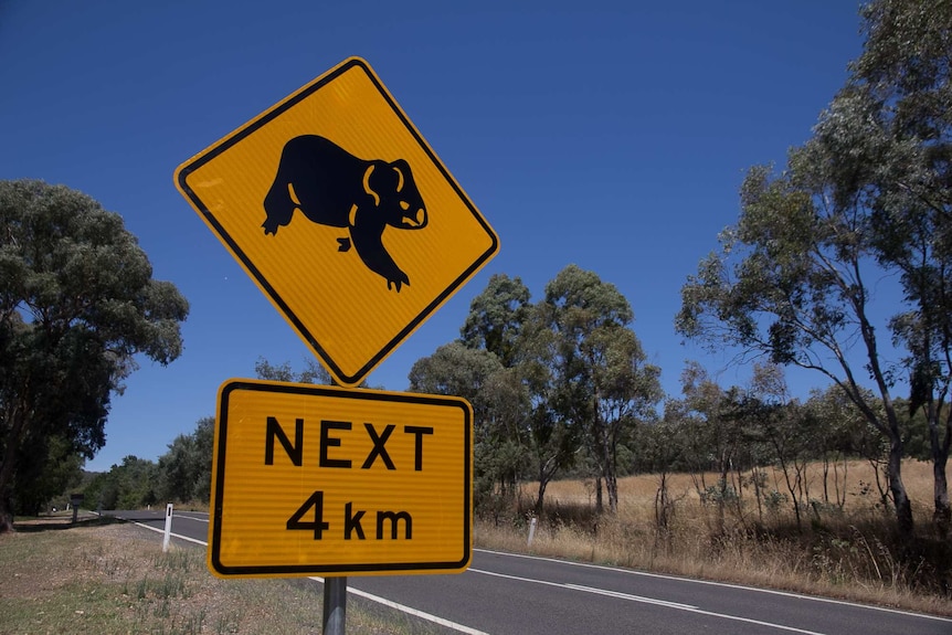 A yellow road sign with a picture of a koala on it and underneath the words Next 4K