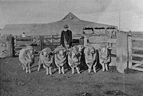 Man standing behind seven Merino rams in front of shed.