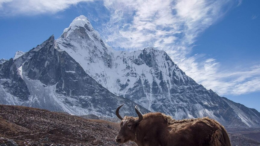 A sweeping landscape photo shows a yak pictured in front of a snow-capped mountain on a clear day.