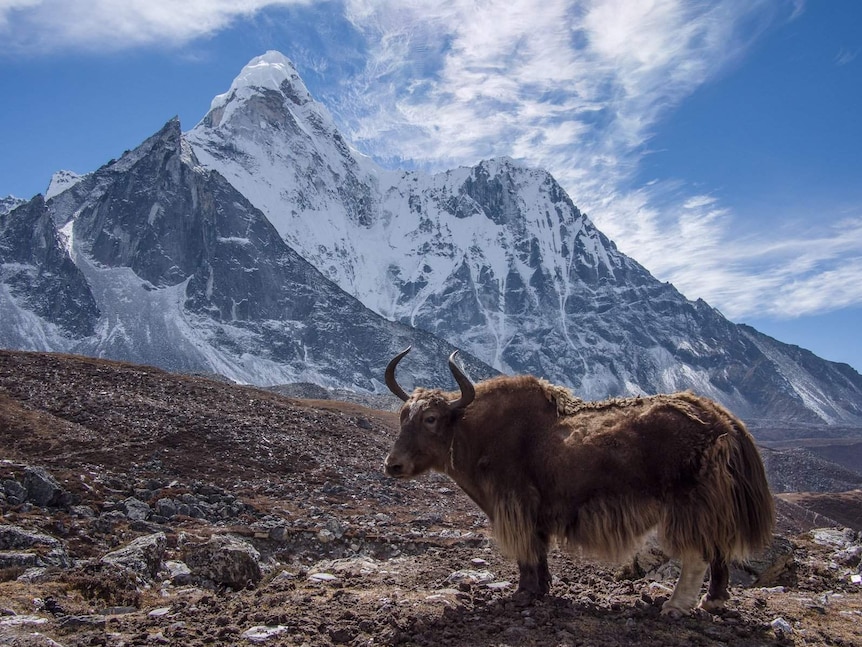 A sweeping landscape photo shows a yak pictured in front of a snow-capped mountain on a clear day.