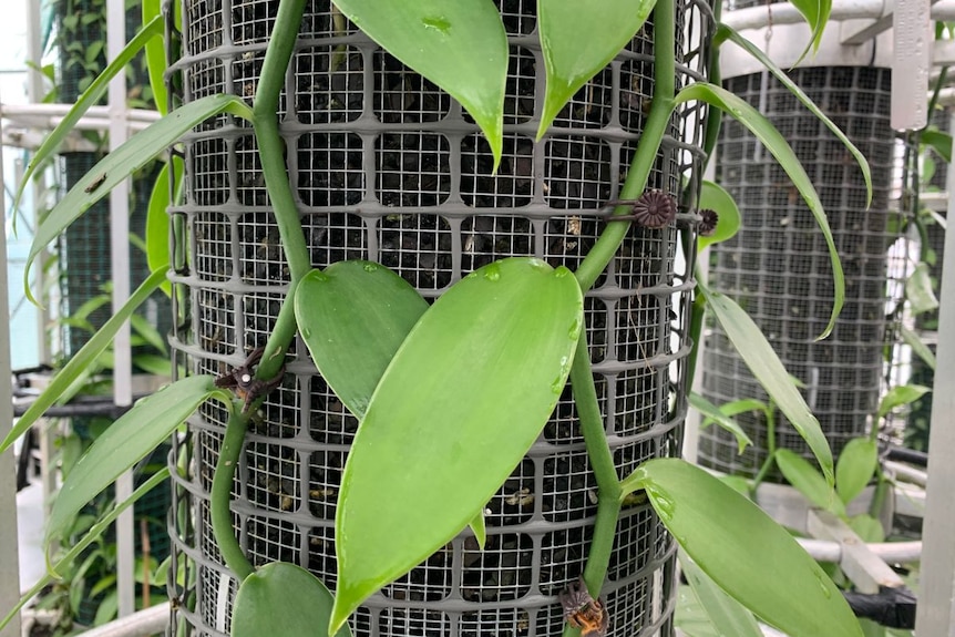 A close-up of a vine climbing a metal trellis.