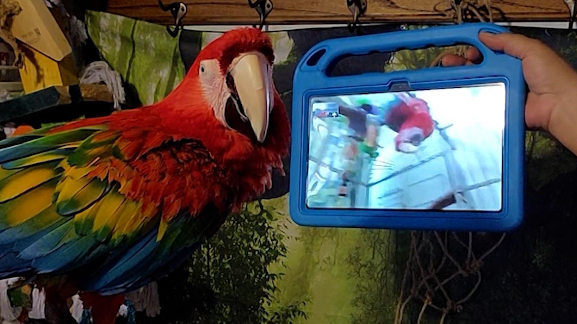 Internet and social media for animals?