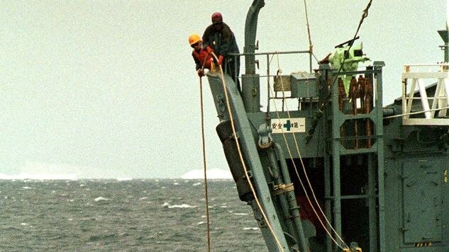 Japanese whalers haul in a Minke whale
