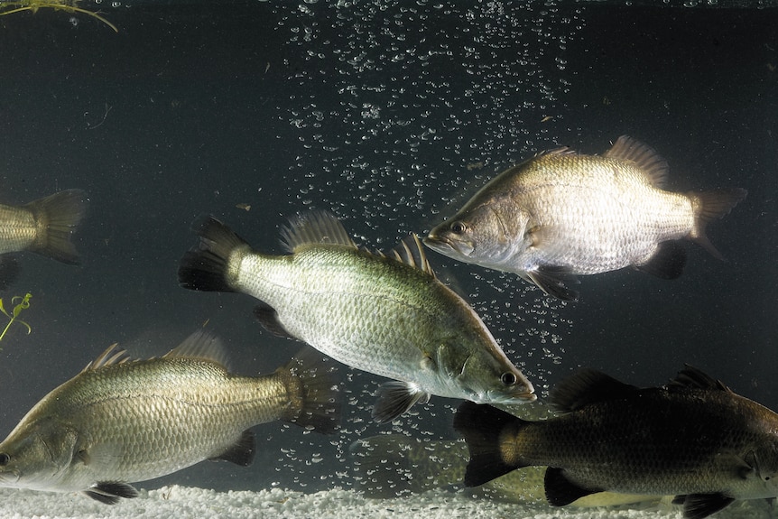 Barramundi in a tank.