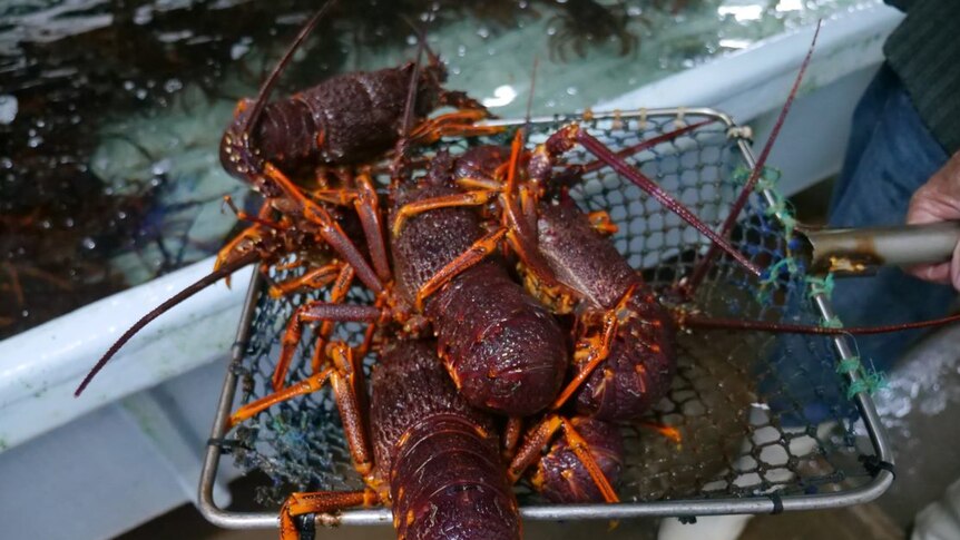 A least five rock lobsters in a net next to a tank.