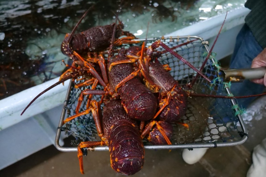 A least five rock lobsters in a net next to a tank.