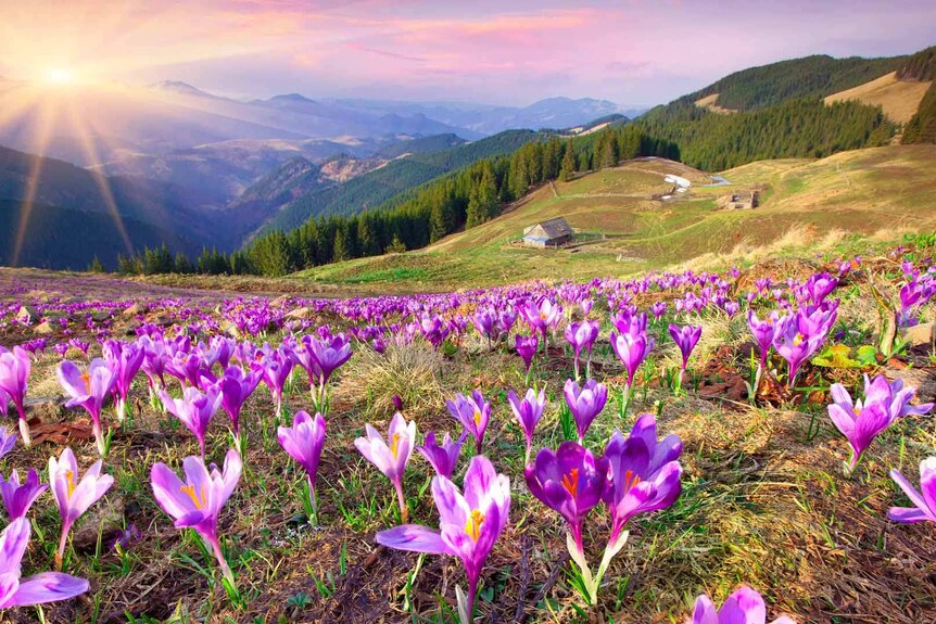 Purple flowers blossoming from the ground on a mountain, with the sun shining in the distance