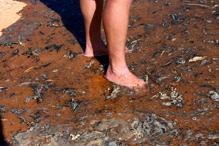A close-up of a man's feet standing in brown shallow river water with lots of leaf and natural material.
