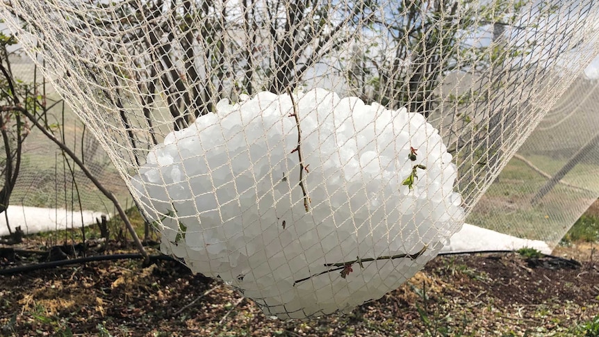 a big ball of hail weighing down white netting