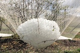 a big ball of hail weighing down white netting