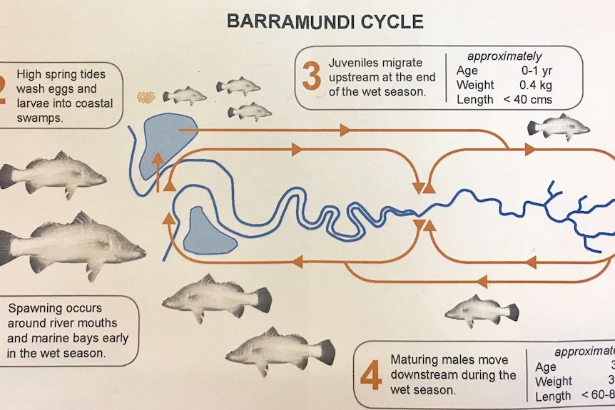 The barramundi life cycle