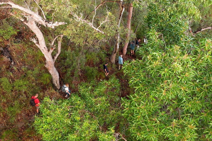 An aerial view of people walking down a track in the bush.