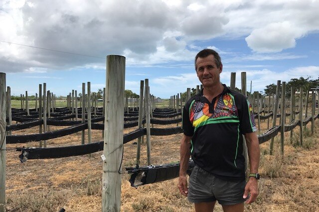 Tomato grower Dennis Couture stands in front of vine poles