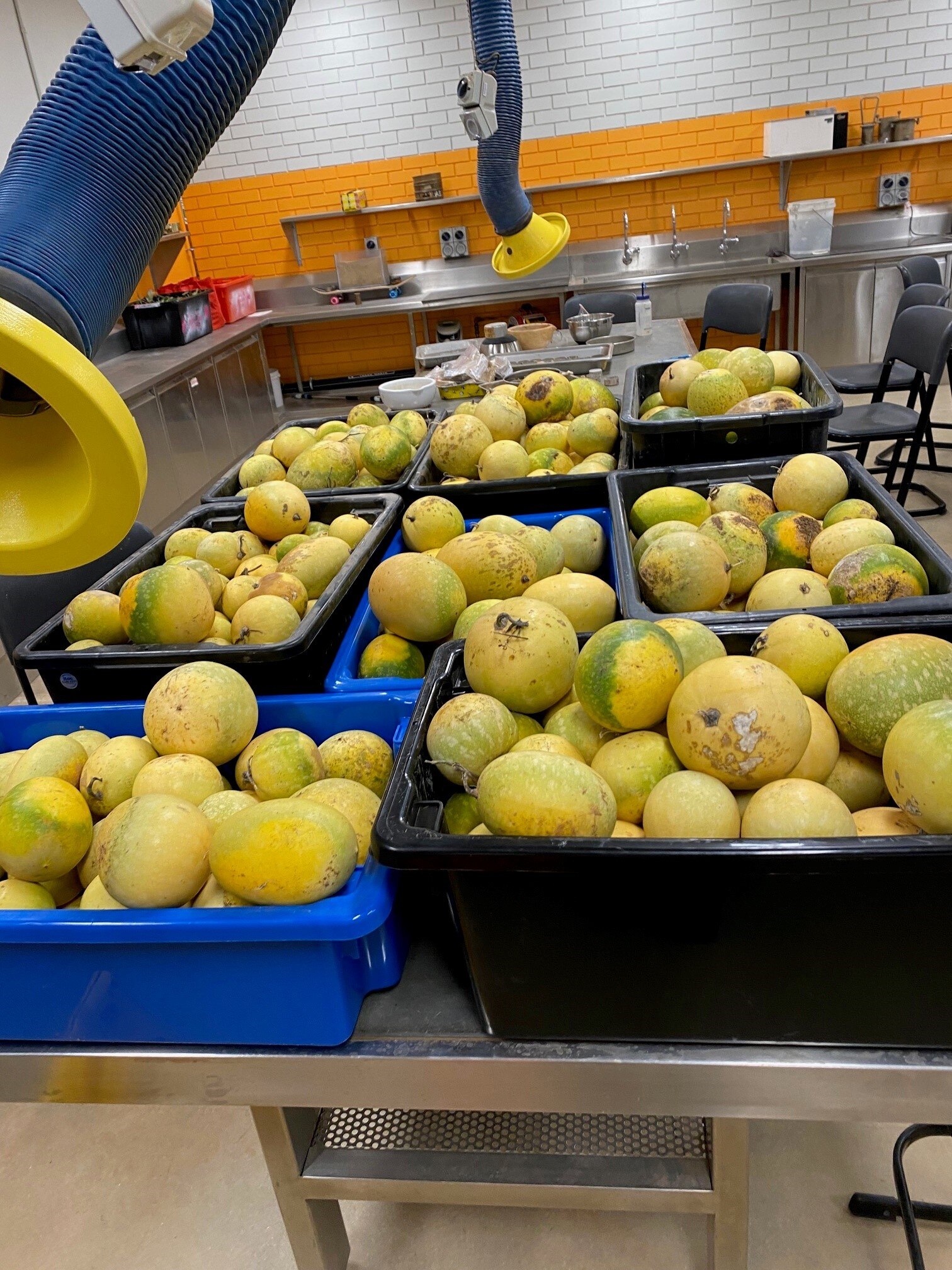 containers overflow with yellow prickly paddy melon fruits