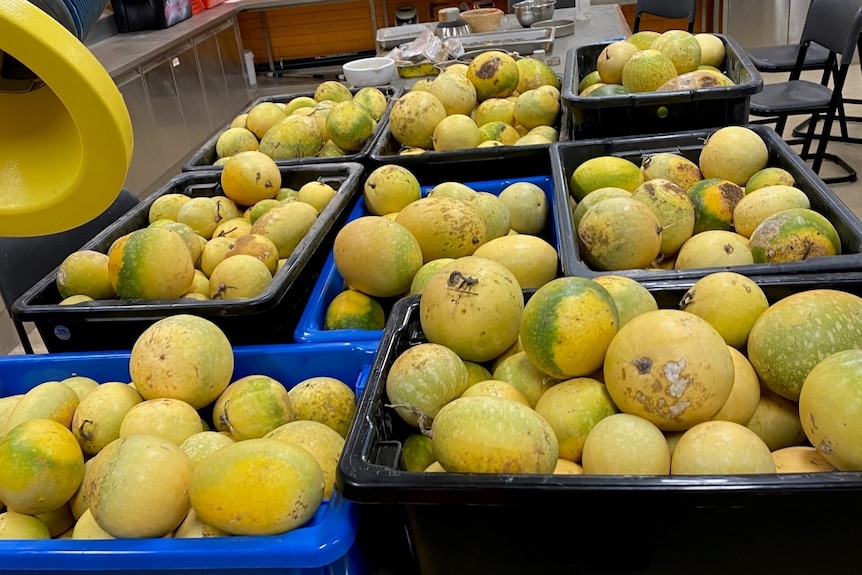 containers overflow with yellow prickly paddy melon fruits